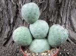 Tephrocactus geometricus