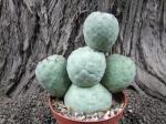 Tephrocactus geometricus