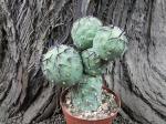 Tephrocactus geometricus