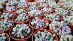 Frithia pulchra