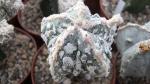 Astr myriostigma fukuriu