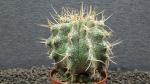 Chimera Astrophytum caputmedusae a Ferocactus