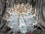 Astrophytum niveum select a +