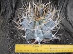 Astrophytum niveum select a +