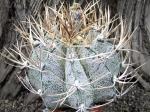 Astrophytum niveum select a +