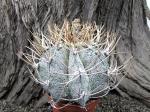 Astrophytum niveum select a +