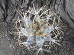 Astrophytum niveum select a +
