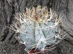 Astrophytum niveum select a +