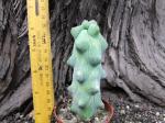 Myrtilocactus geometrizans Fukurio Zinboku