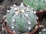 Astrophytum SuperKabuto hybrid