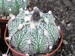 Astrophytum SuperKabuto hybrid