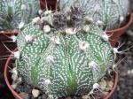 Astrophytum SuperKabuto hybrid