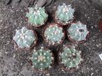 Astrophytum SuperKabuto hybrid