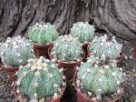 Astrophytum SuperKabuto hybrid