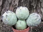 Tephrocactus geometricus