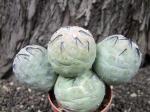 Tephrocactus geometricus