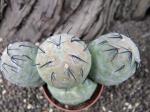 Tephrocactus geometricus