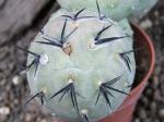Tephrocactus geometricus