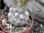 Thelocephala napina LH 1287 Huasco