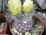 Thelocephala napina LH 1287 Huasco
