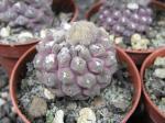 Thelocephala napina LH 1287 Huasco