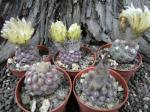 Thelocephala napina LH 1287 Huasco