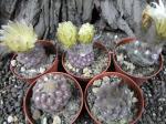Thelocephala napina LH 1287 Huasco