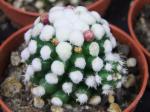 Mammillaria gracilis Oruga