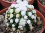 Mammillaria gracilis Oruga