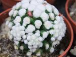 Mammillaria gracilis Oruga