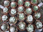 Mammillaria gracilis Oruga