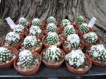 Mammillaria gracilis Oruga