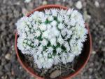 Mammillaria gracilis Arizona Snowcap