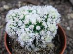 Mammillaria gracilis Arizona Snowcap