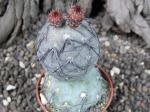 Tephrocactus geometricus, cactus rarity own roots
