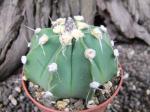 Astrophytum hybrid senile