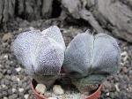 dvě rostliny Astrophytum 
