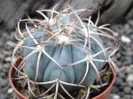 Echinocactus horizonthalonius