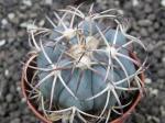 Echinocactus horizonthalonius