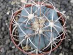 Echinocactus horizonthalonius