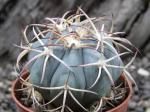 Echinocactus horizonthalonius