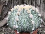Nádherná rostlina  Astrophytum SuperKabuto hybrid oibo