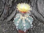 Nádherná rostlina  Astrophytum SuperKabuto hybrid oibo