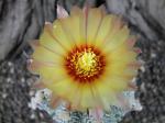 Nádherná rostlina  Astrophytum SuperKabuto hybrid oibo