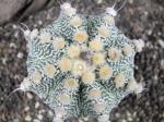 Nádherná rostlina  Astrophytum SuperKabuto hybrid oibo