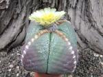 Astrophytum myriostigma  nudum quadricostatum Japan form