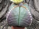 Astrophytum myriostigma  nudum quadricostatum Japan form