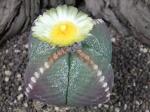 Astrophytum myriostigma  nudum quadricostatum Japan form