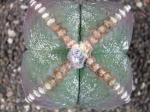 Astrophytum myriostigma  nudum quadricostatum Japan form
