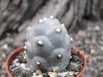 Tephrocactus articulatus